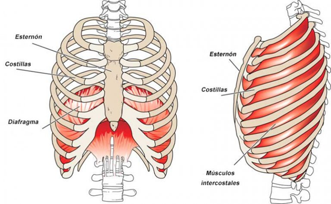 Esclerosis lateral amiotrofica (ELA): el papel de la fisioterapia respiratoria Hospital Cádiz, Clínica Digestiva